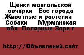 Щенки монгольской овчарки - Все города Животные и растения » Собаки   . Мурманская обл.,Полярные Зори г.